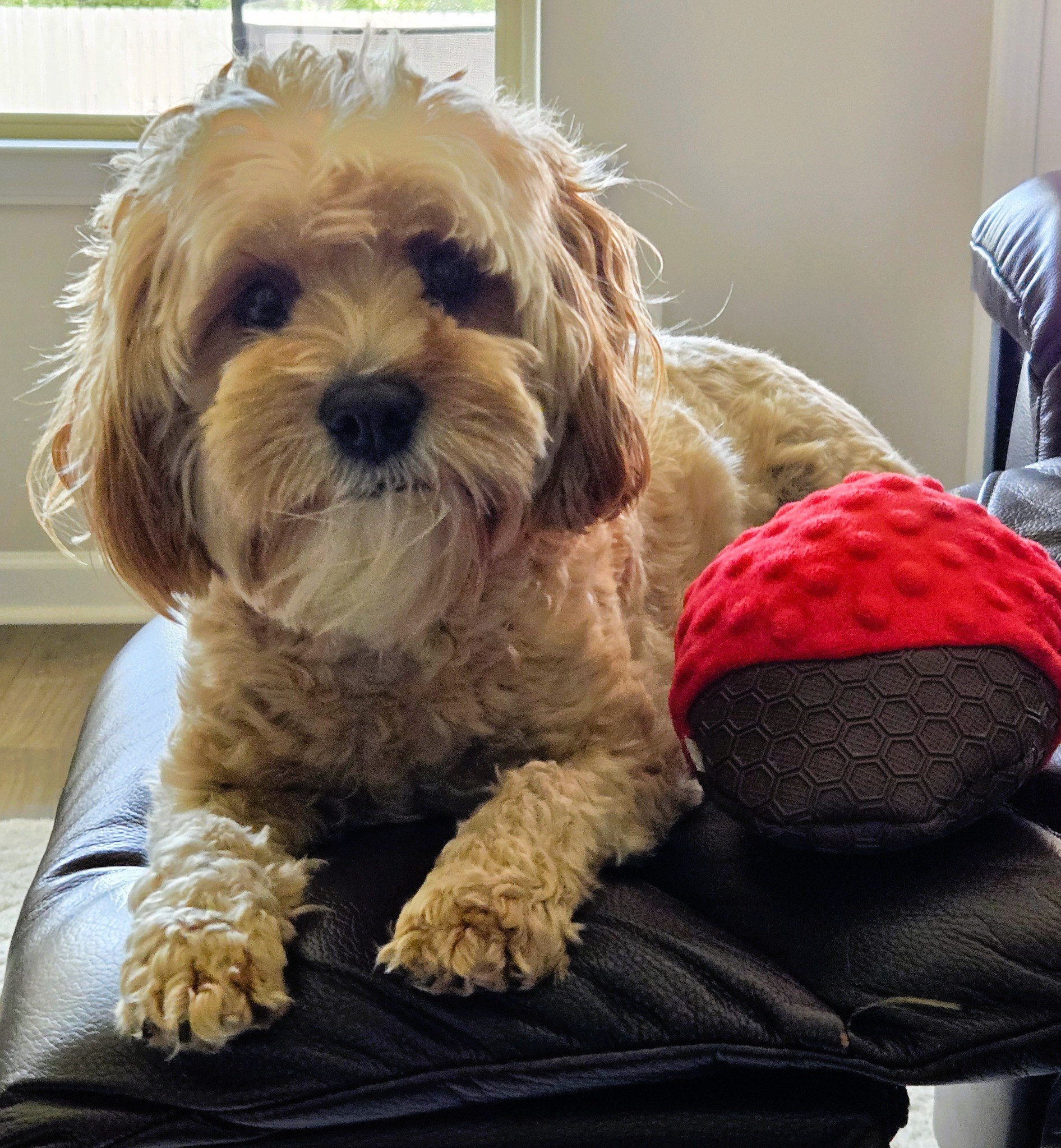 Alfie relaxing on a chair beside one of her toys.